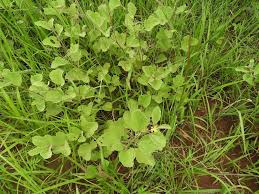 Image result for Triumfetta amuletum