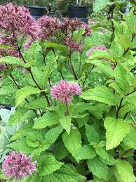 Image result for Pycreus mortonii