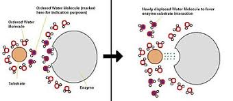 Structural Biochemistry/Enzyme/Desolvation - Wikibooks, open books for an  open world