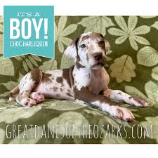 We did not find results for: Akc Chocolate Harlequin Great Dane With Green Eyes Looking For A Forever Home Great Dane Puppies For Sale In Missouri Great Danes Of The Ozarks