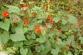 Image result for Ipomoea hederifolia