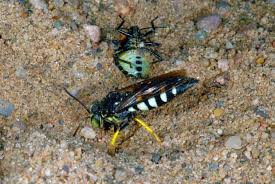 Check spelling or type a new query. Black And White Digger Wasp Space For Life