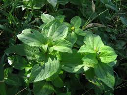 Image result for Synedrella nodiflora