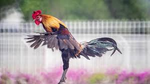 100 Funny Chicken Names Ideas For Silly Comical Chickens Pet Keen Funny chickens watching horror movie. 100 funny chicken names ideas for