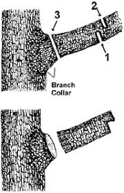 Knowing when to prune your oak tree is one of the key aspects of oak tree care. Pruning Deciduous Trees Wisconsin Horticulture
