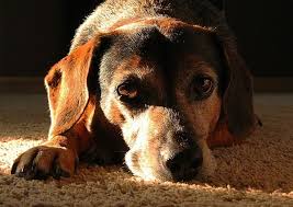 Drastic decline in their appetite or no interest in eating at all What Is The Right Time To Euthanize A Dog With Osteosarcoma Dog Leash Pro