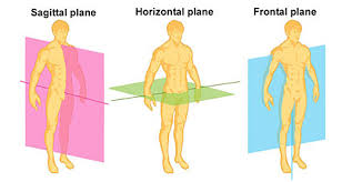 Planes Of Motion Saggital Plane Transverse Plane Frontal