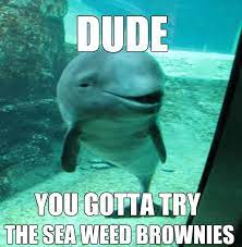 Love A Stoned Dolphin Dolphin Memes Funny Memes Memes