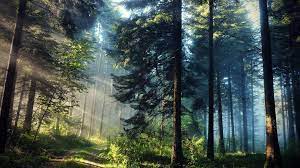 You are viewing forest sunshine hd wallpaper. Forest Sun Rays Wallpapers Wallpaper Cave