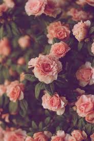 Bloemen Tumblr Flower Flower Aesthetic Flower Phone Wallpaper