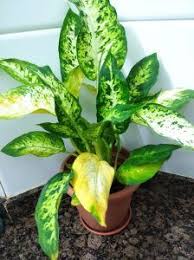 Leaf croton (1) leaf dieffenbachia (3). Yellow Leaves On Dieffenbachia Dieffenbachia Plant Care Diffenbachia Plant Plants