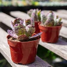 Image result for Kalanchoe humilis