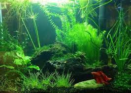 Heavily Planted Low Tech 10 Gallon For Betta Fish Tank Plants Betta Tank Betta