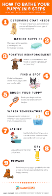 When Can You Bathe A Puppy How Old Plus 9 Bathing Tips Canine Bible