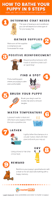 Aloe and oatmeal formulas are great for the average pup. When Can You Bathe A Puppy How Old Plus 9 Bathing Tips Canine Bible