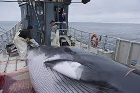 They can usually be found throughout the northern atlantic and pacific oceans. Iceland S Hunt For Minke Whales Has Officially Ended