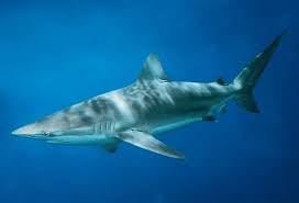 Geri westfall real estate features a wide selection of homes in florida ready for you to move into and updated every 15 minutes. False Bay Ocean Critters As We Feature The Various Sharks
