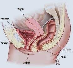 Pelvic Organ Prolapse What Is It Pelvic Organ Prolapse Uterine Prolapse Pelvic Floor