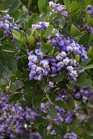 The colour of the flowers range from relaxing pastel blues. How To Grow Texas Mountain Laurel Gardener S Path