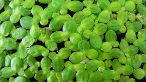 Then the treated sewage meeting all regulatory requirements, but containing n and p, can be released into a fish pond without any problem. Lagoon Duckweed Friend Or Foe