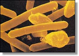 Botulism is severe infectious disease caused by neurotoxin botulinum. Botulism Microbewiki