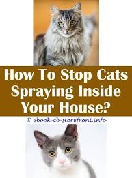 Do male cats have advantages over female cats, and vice versa? Sublime Cool Ideas Do Neutered Female Cats Still Spray Home Remedy For Cat Spray Odor Spray Away Cat What Is Female Cat Spraying When Does Male Cats Spray