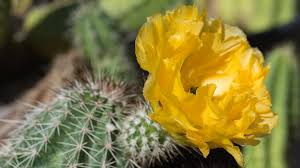 Feed your hedgehog a pelleted hedgehog food every day, and supplement its diet with insects, fruits, and vegetables. The Case For Cacti Butler Photo Net