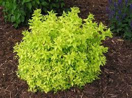 Division was initiated from one side in the longitudinal direction (fig. Goldmound Spirea Google Search Garden Shrubs Goldmound Spirea Plants