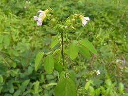 Image result for Oxalis barrelieri