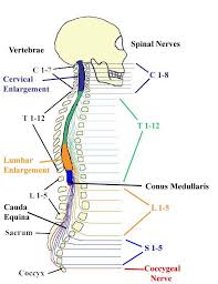 module spinal cord and spinal nerve 4 of 14