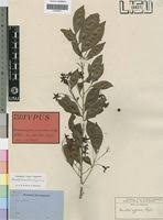 Image result for Rhabdophyllum welwitschii