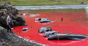But in the past few decades, animal activists have taken issue with the grind, despite faroese insistence that it. Second Whale Hunt Of Season On Faroe Islands Turns Sea Red Again Unilad