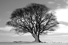 Black And White Tree Pictures Free Black And White Photos Picture Insight Black And White Black And White Tree Black And White Landscape Black And White Pictures