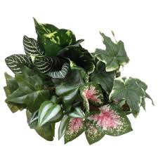 Benefits of our wholesale program include zero minimums as well as a curated selection of the highest quality. Bulk Floral Garden Artificial Greenery Bushes 17 In Dollar Tree