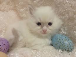 Why buy a kitten for sale if you can adopt and save a life? Current Ragdoll Kittens For Sale Washington State Ragdoll Kittens For Sale Kitten For Sale Ragdoll Kitten