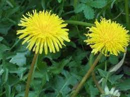 Dandelions Member Of The Daisy Family Flowers Are Sweetest When Picked Young They Have A Sweet Honey Like Flavor Wild Edibles Wild Foraging Edible Plants