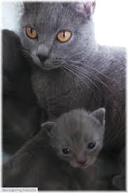 Boy 1 2 5 Weeks Old With His Mom Blue Lightning Chartreux Chartreux Animals Chartreux Cat
