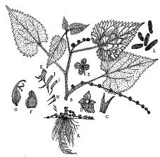 Image result for Laportea ovalifolia