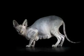 A hairless, injured cat gets special treatment in this clip from 10.10.20. The Disturbing Beauty Of Sphynx Cats Frame Your Pet Los Angeles Pet Photographer