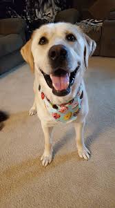We did not find results for: Lab Rescue Lrcp Home Facebook