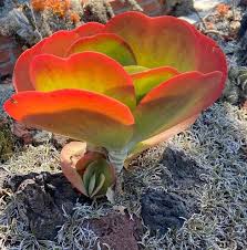 This Stunning Succulent Is Kalanchoe Luciae Or Paddle Plant Native Your South Africa And Zimbabwe The Plant Is Also Known As Red P