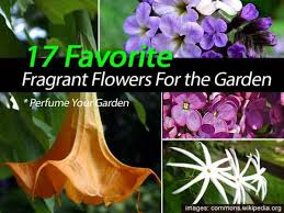 Some hybrid tea roses, such as just joey and mister lincoln for the most fragrant lavender possible, look for the hybrid variety lavandin. 21 Favorite Fragrant Flowers For The Garden