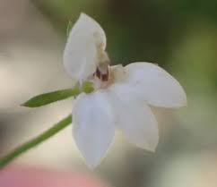 Image result for Monopsis stellarioides