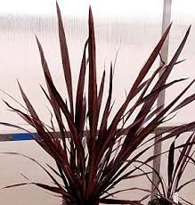 Image result for Phormiaceae