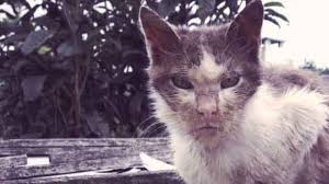 Take a seat, wait for your furry roommate to jump on your lap, and as you scratch that spot on their neck that they love so much, check out these 10 signs of clingy cat. 3 Heart Breaking Signs Of Rabies In Cats Prevention Tips