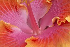 Pin By Pavlina On Painting Flower Close Up Hibiscus Flowers Abstract Flowers