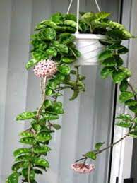 Hoya Carnosa Krinkle 8 Hoya Carnosa Hoya Carnosa Krinkle Hoya Plant