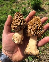 Kuzugobegi Morchella Rotunda Var Pallida In 2020 Stuffed Mushrooms Wild Mushrooms Foraging