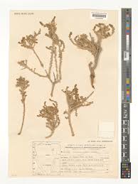 Image result for Chenolea diffusa