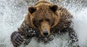 Can you name the other four bear species? Which Fictional Bear Was Originally Trivia Questions Quizzclub